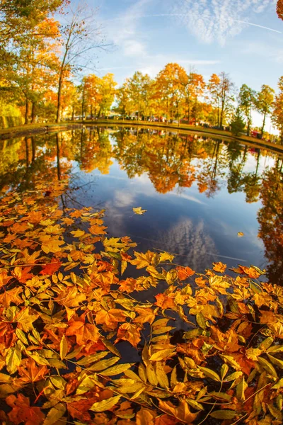 Autumn Leaves Autumn Landscape — Stock Photo, Image