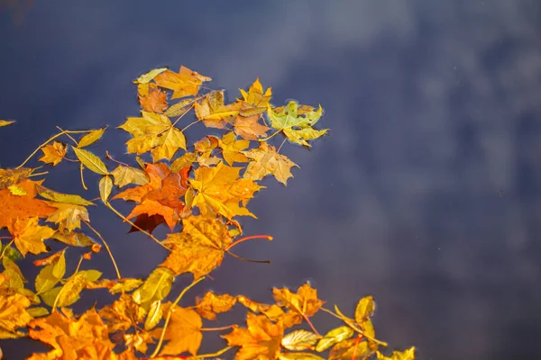 Autumn Leaves Autumn Landscape — Stock Photo, Image