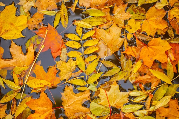 Sonbahar yaprakları. sonbahar manzara.