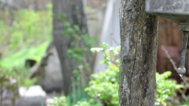 Su damlaları. Sommer