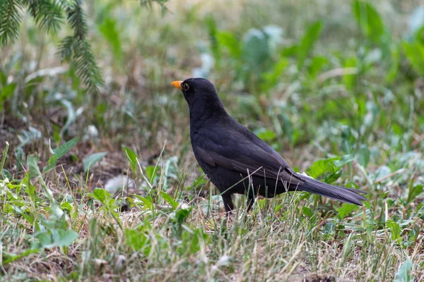 Blackbird Turdus Merula Grama — Fotografia de Stock