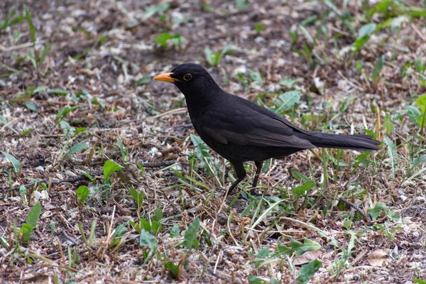 Quiscale Turdus Merula Sur Herbe — Photo