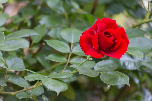 Rosa Rossa Jedinou Rudou Růži — Stock fotografie