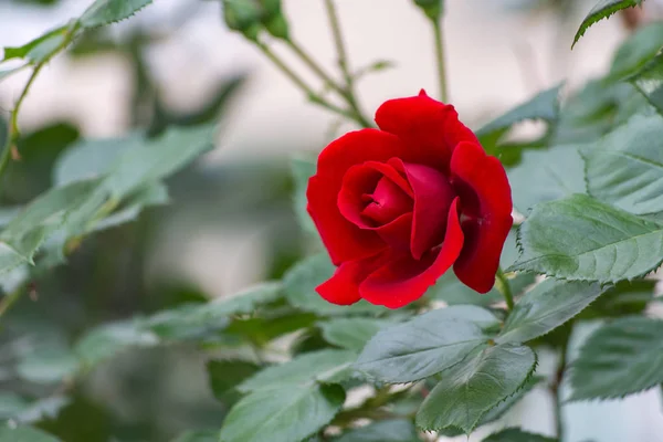 Rosa Rossa Rosa Rossa Singola — Foto Stock