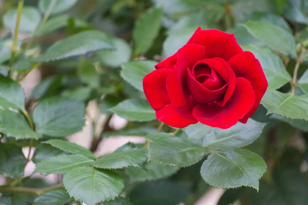 Rosa Rossa Jedinou Rudou Růži — Stock fotografie