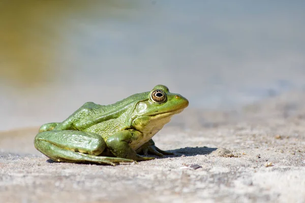 Grenouille Verte Sur Sable Vue Latérale Rapprochée — Photo