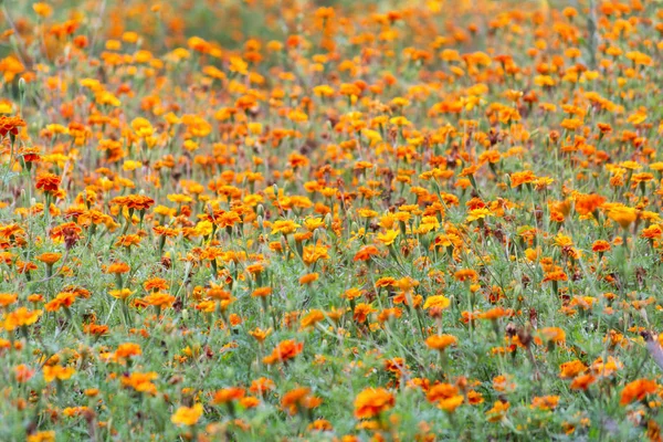 Summer Blurred Background Growing Flowers Calendula Marigold — Stock Photo, Image