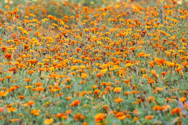 Summer Blurred Background Growing Flowers Calendula Marigold — Stock Photo, Image