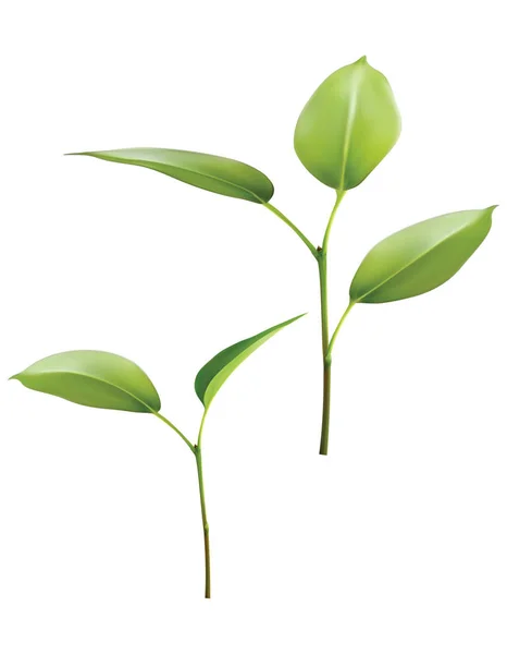 Zielony Liść Rośnie Roślina Ilustracja Wektorowa — Wektor stockowy