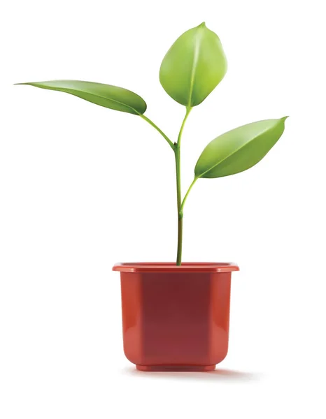 Jonge Plant Plastic Pot Illustratie Vector — Stockvector