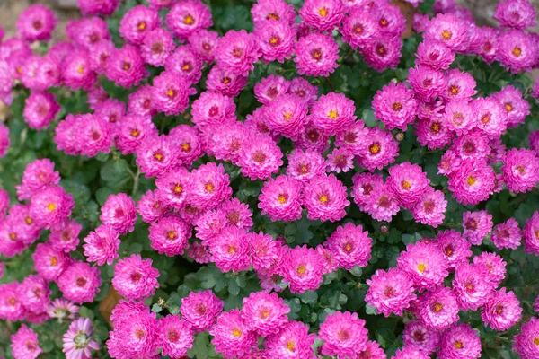 Aster Herbstastern Pszczoły Małe Fioletowe Kwiaty Jesienne — Zdjęcie stockowe