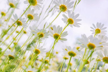 Beyaz papatya. Aşağıdan görüntülemek