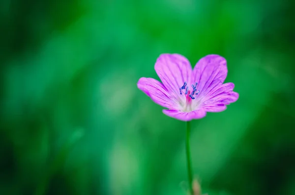 Flower Blurry Grass Background — Stock Photo, Image