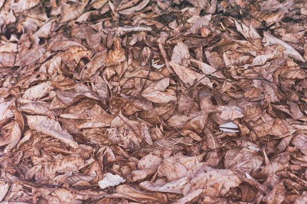 干燥的老叶子在地板背景 — 图库照片
