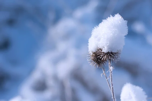 Primo Gelo Foglie Congelate — Foto Stock