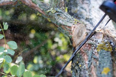 Testere bıçağı odun kesme kütüğü. Oduncu testereyakın çekim