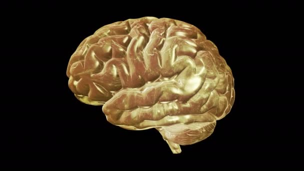 Modelo Informático Rotación Cíclica Del Cerebro Humano Animación Con Canal — Vídeo de stock