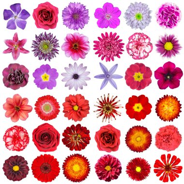 Beyaz arka plan üzerinde izole çeşitli pembe, mor, beyaz ve kırmızı çiçek büyük seçimi