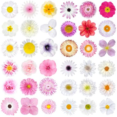 Büyük seçme-in çeşitli pembe ve beyaz arka plan üzerinde izole Whiteflowers