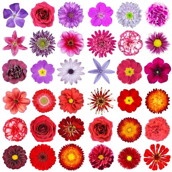 Grote selectie van verschillende roze, paarse, witte en rode bloemen geïsoleerd op witte achtergrond — Stockfoto