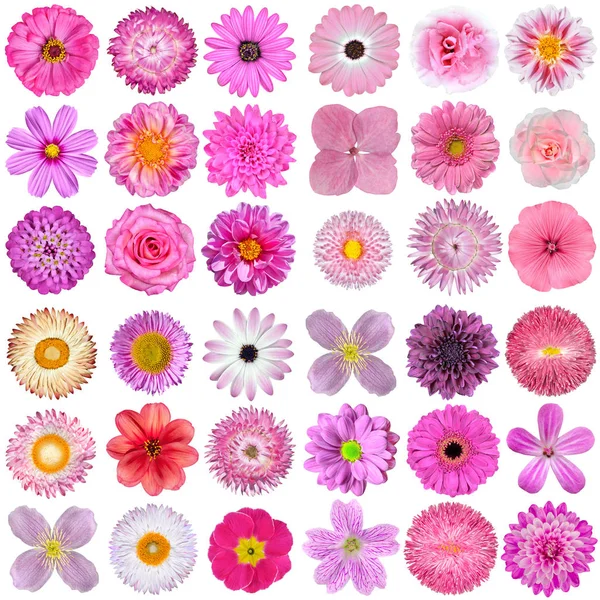 Grande seleção de várias flores rosa, roxa, branca e vermelha isoladas em fundo branco Fotografias De Stock Royalty-Free