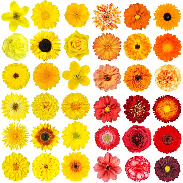 Grote Selectie Van Verschillende Oranje Paarse Rode Bloemen Geïsoleerd Een Stockfoto