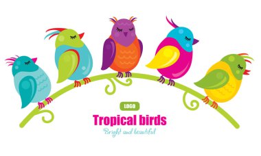 Bir dal üzerinde oturan beş tropikal kuşlar