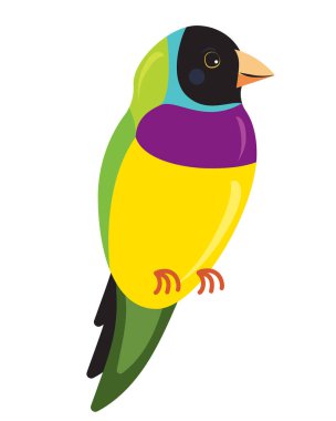 Amadine tropik kuş - Erythrura gouldiae, Karabaş, beyaz izole