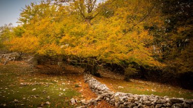 sonbaharda Monte Gennaro ağacında