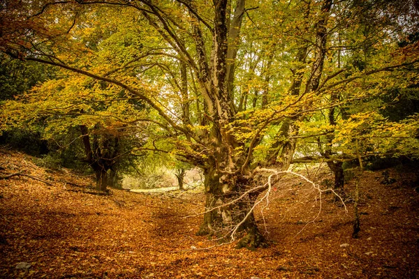 Viejo Árbol Bosque Monti Lucretili — Foto de Stock