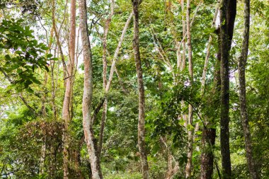Luang Prabang, Laos manzara orman. Yakın çekim