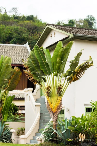 バナナの木 ルアンパバーンをルアンパバーン ラオスのビュー 垂直方向 — ストック写真