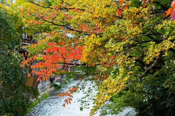 Vista Delle Foglie Autunnali Sullo Sfondo Del Fiume Kyoto Giappone — Foto Stock