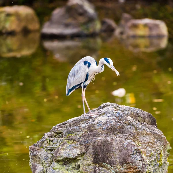 Garça Uma Rocha Parque Cidade Kyoto Japão Espaço Cópia Para — Fotografia de Stock