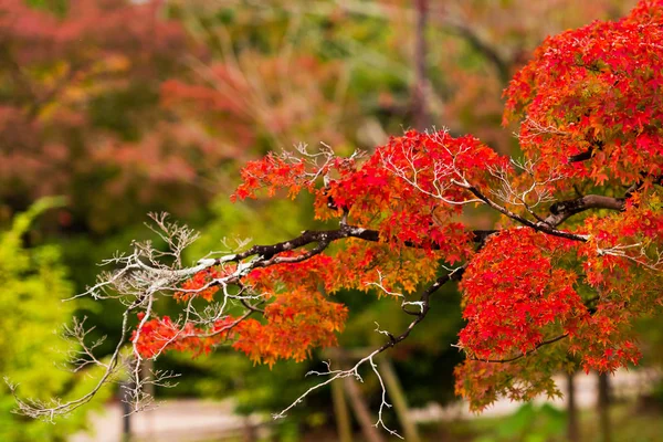 Över Hösten Landskap Stadsparken Kyoto Japan Närbild — Stockfoto