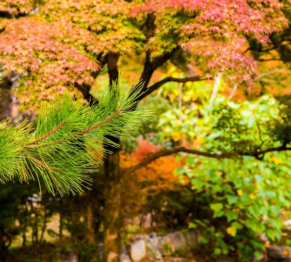 Fir Gren Mot Skogen Kyoto Japan Närbild — Stockfoto