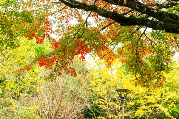 Över Höstens Grenarna Ett Träd Stadspark Kyoto Japan Närbild — Stockfoto