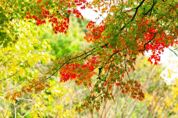 在日本京都的一个城市公园里 可以看到一棵树的秋天树枝 — 图库照片