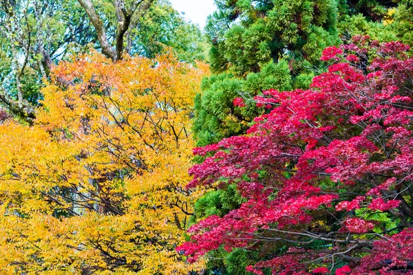 Utsikt Över Hösten Landskap Parken Kyoto Japan Kopiera Utrymme För — Stockfoto