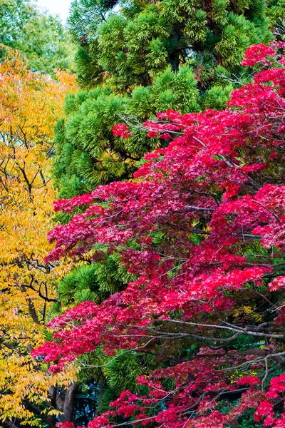 Vista Paisagem Outono Parque Kyoto Japão Copiar Espaço Para Texto — Fotografia de Stock