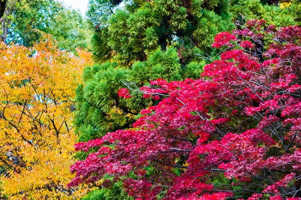 Utsikt Över Hösten Landskap Parken Kyoto Japan Kopiera Utrymme För — Stockfoto
