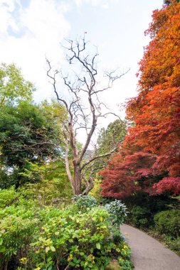 Sonbahar manzara, Hanoke, Japonya görünümünü. Metin için yer kopyalayın. Dikey