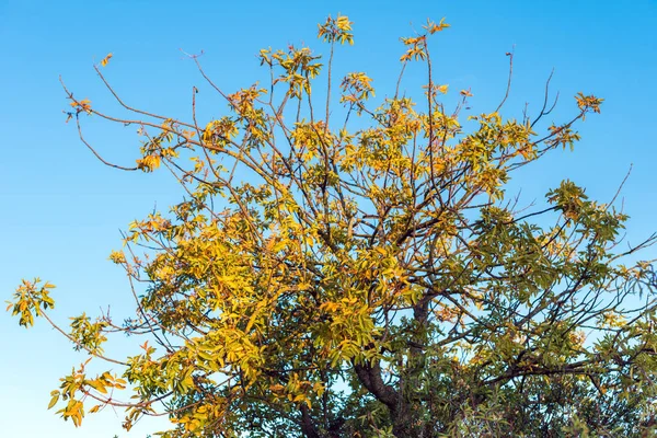 Träd Bakgrund Blå Himmel Siurana Prades Tarragona Spanien Isolerad Blå — Stockfoto