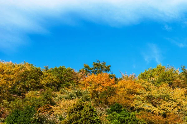 Höstträd Mot Den Blå Himlen Hakone Japan Kopiera Utrymme För — Stockfoto