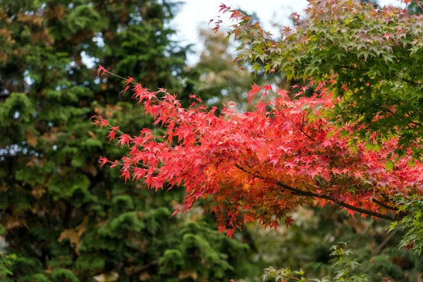 Visa Höstens Träd Hakone Japan — Stockfoto