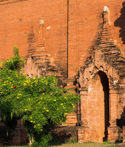 Kwitnąca Drzewo Przed Pagoda Bagan Birma Kopiować Miejsca Tekst — Zdjęcie stockowe