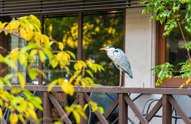 Heron Teras, Kyoto, Japonya korkuluk üzerinde duruyor