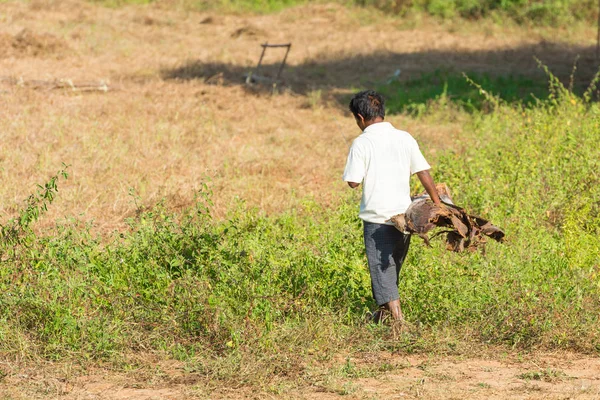 Hombre Campo Con Árbol Seco Sus Manos Bagan Myanmar Copiar —  Fotos de Stock