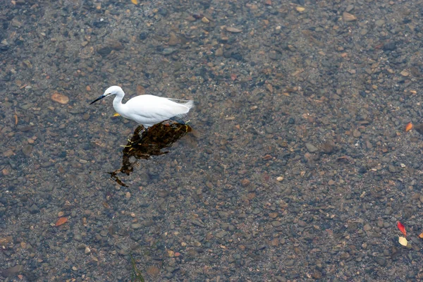 Heron City Park Kyoto Japonya Havuzda Metin Için Yer Kopyalayın — Stok fotoğraf