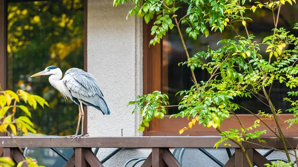 Heron Teras, Kyoto, Japonya korkuluk üzerinde duruyor